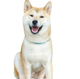 Akita