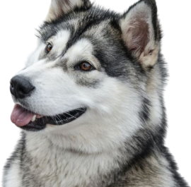 Alaskan Malamute