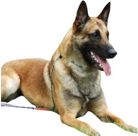 Belgian Malinois