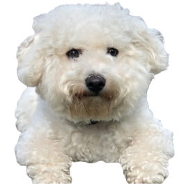 Bichon Frise