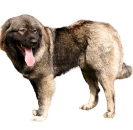 Caucasian Shepherd