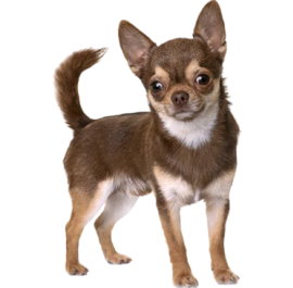 Chihuahua