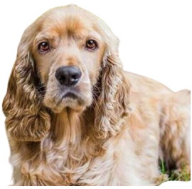 Cocker Spaniel