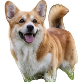 Corgi