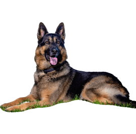 German Shepherd