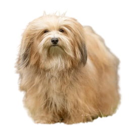 Havanese