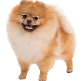 Pomeranian