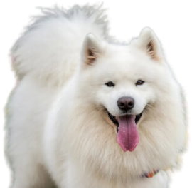 Samoyed Dog