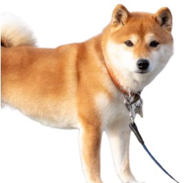 Shiba Inu