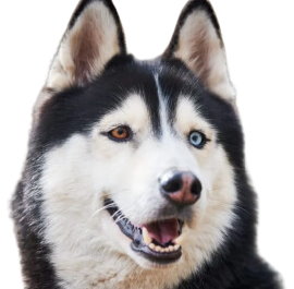 Siberian Husky