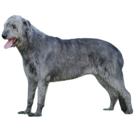 Wolfhound