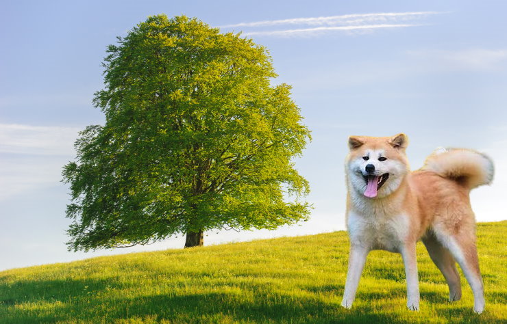 Understanding and Addressing Separation Anxiety in Akita Dogs