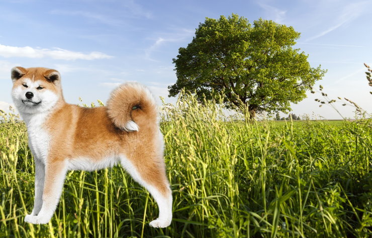 Noise Sensitivity in Akita Dogs: Coping Strategies and Training