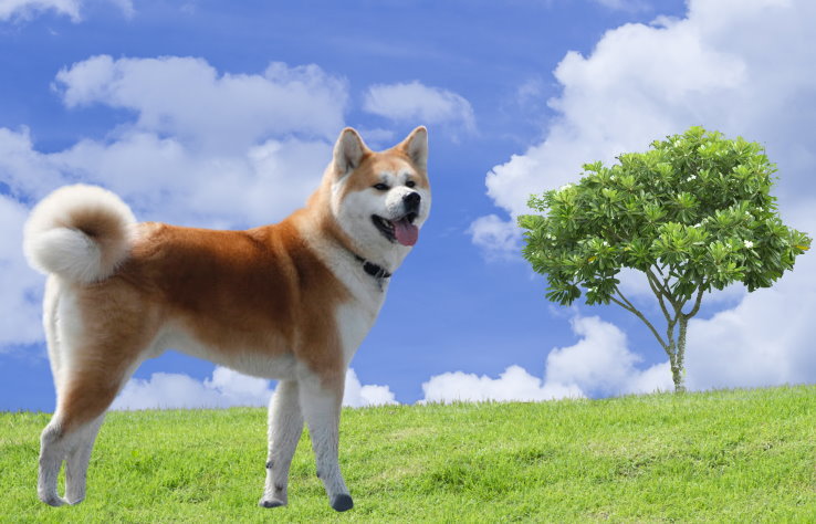 Traveling with Your Akita: Tips for a Safe and Enjoyable Journey