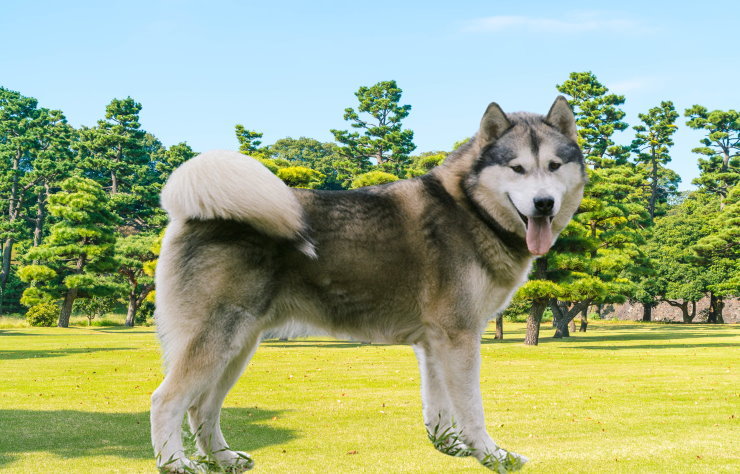 The Art of Grooming an Alaskan Malamute: Coat Care and Maintenance