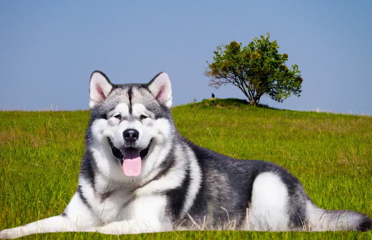 Nourishing Your Alaskan Malamute: Essential Nutrition and Feeding Guide