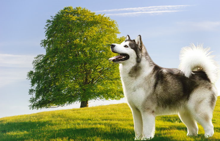 Traveling with Your Alaskan Malamute: Tips for a Safe and Enjoyable Journey