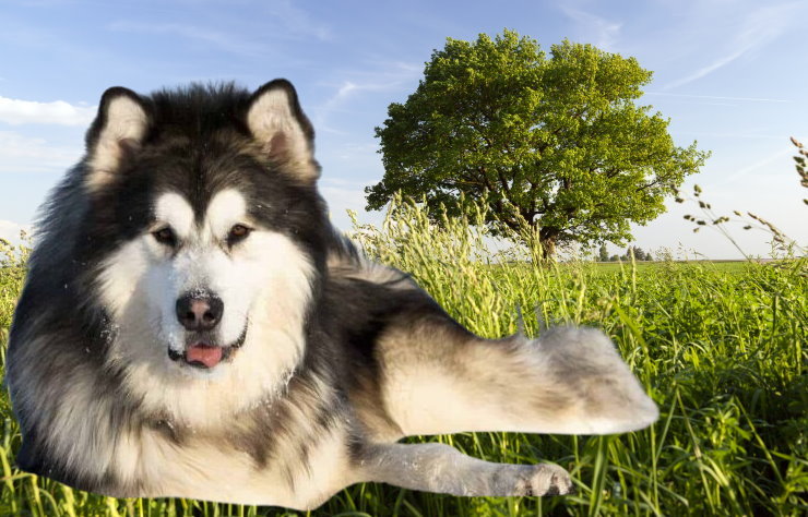 Can Alaskan Malamutes Eat Human Food?