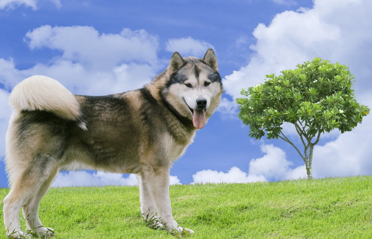 Understanding and Addressing Separation Anxiety in Alaskan Malamutes