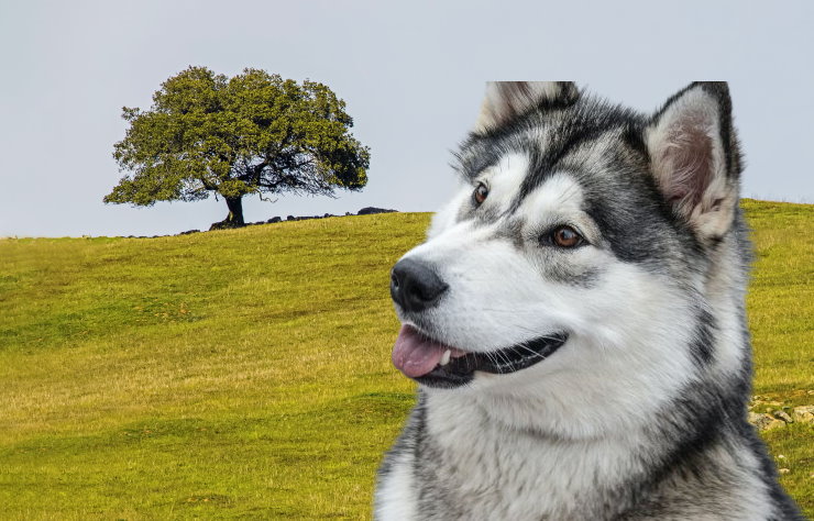 Integrating Alaskan Malamutes with Other Pets: Tips for Successful Coexistence