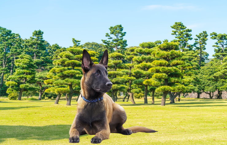 Nourishing Your Belgian Malinois: A Comprehensive Guide to Nutrition and Feeding