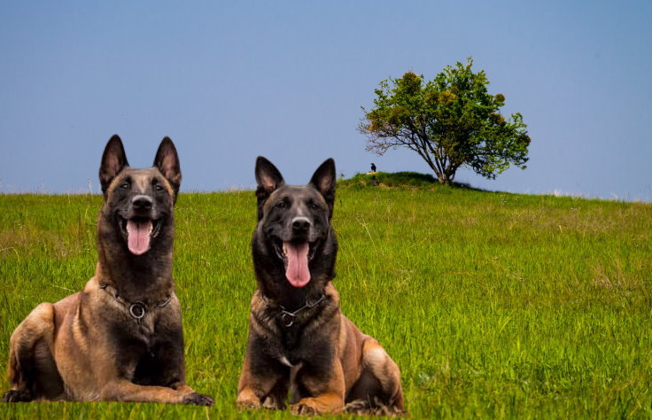 Responsible Breeding: Considerations for Belgian Malinois Owners