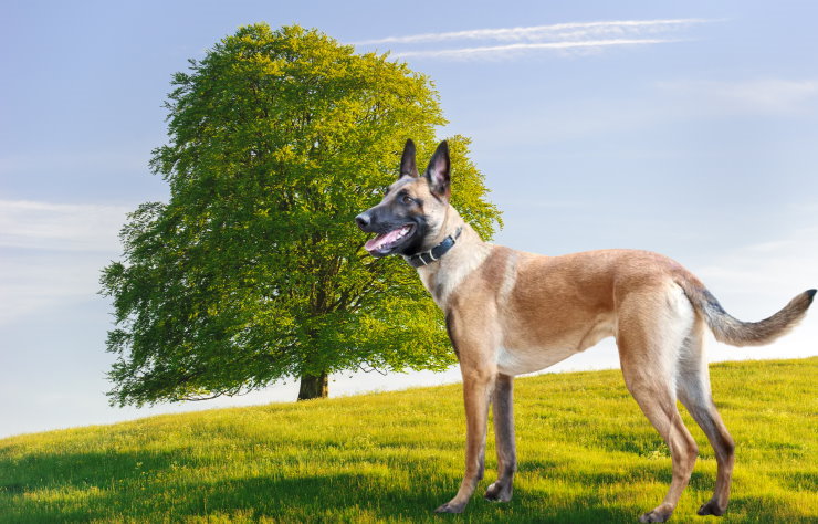 Belgian Malinois Rescue Organizations: How They Save Lives and Make a Difference