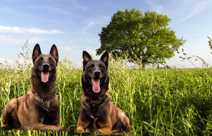 Apartment Living with a Belgian Malinois: Tips for a Happy Coexistence