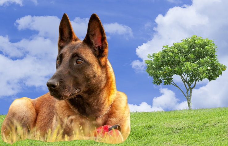 Noise Sensitivity in Belgian Malinois: Coping Strategies and Training