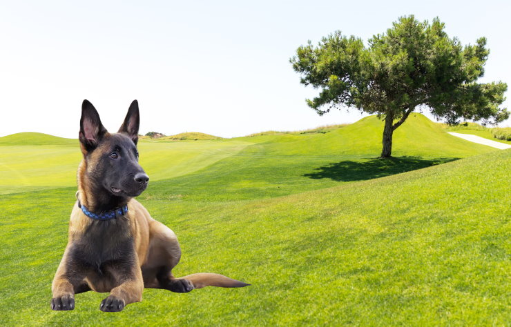 Traveling with Your Belgian Malinois: Tips for a Safe and Enjoyable Journey