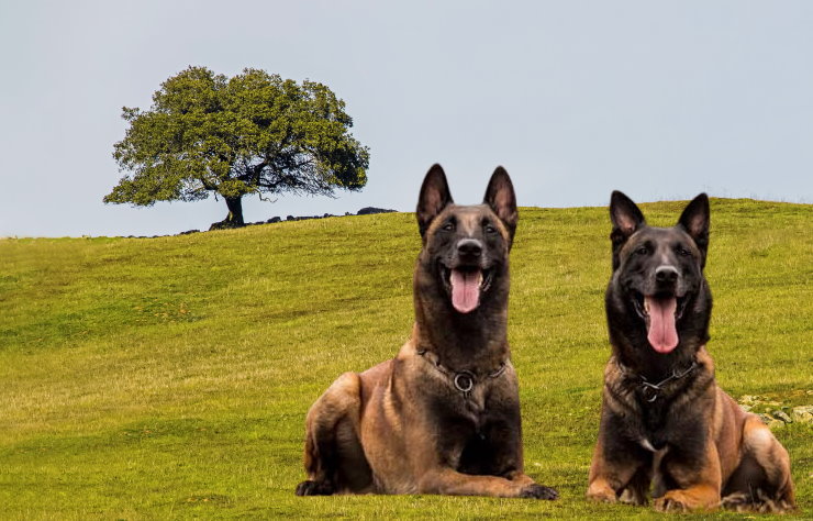 Unleashing the Working Instinct: Training a Belgian Malinois for Different Jobs