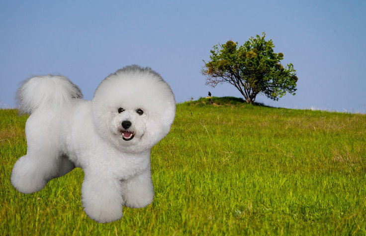 Noise Sensitivity in Bichon Frises: Management and Training