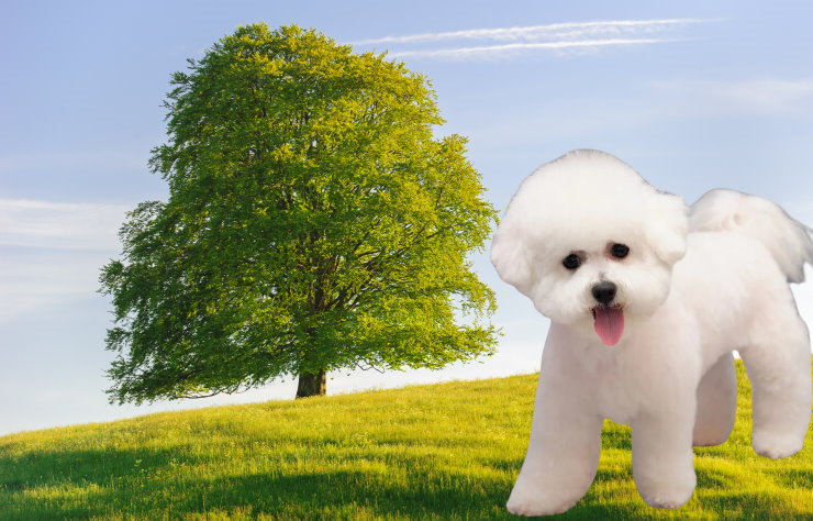 A Complete Guide to Meeting the Exercise Needs of Your Bichon Frise: Tips and Activities