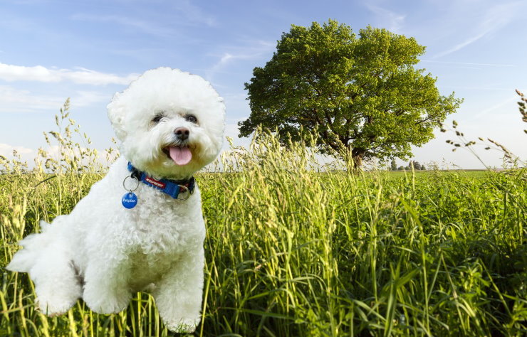 Senior Care for Bichon Frises: Meeting the Needs of Aging Pets