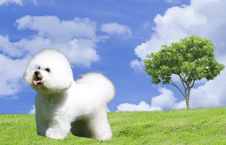 Apartment Living with a Bichon Frise: Tips for Success