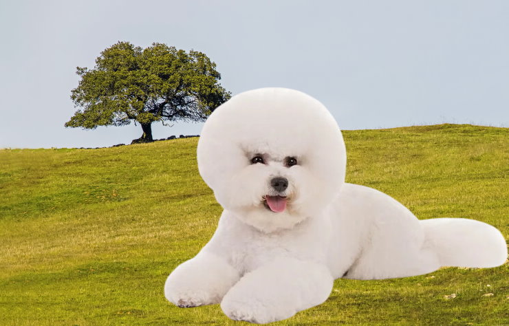 Bichon Frise Rescue Organizations: Saving and Rehoming Fluffy Companions