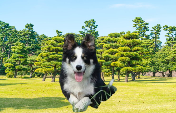 Responsible Breeding: Considerations for Border Collie Owners