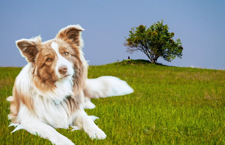 Border Collie Rescue Organizations: Saving and Rehoming