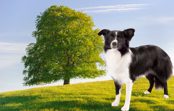 Understanding and Managing Separation Anxiety in Border Collies