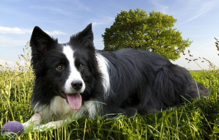 Senior Care for Border Collies: Meeting the Needs of Aging Dogs