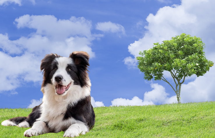 Traveling with Your Border Collie: Tips for a Safe Journey