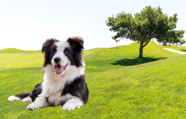 Training a Border Collie for Obedience: Commands and Techniques