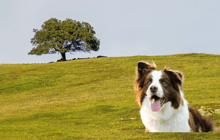 Apartment Living with a Border Collie: Tips for Success