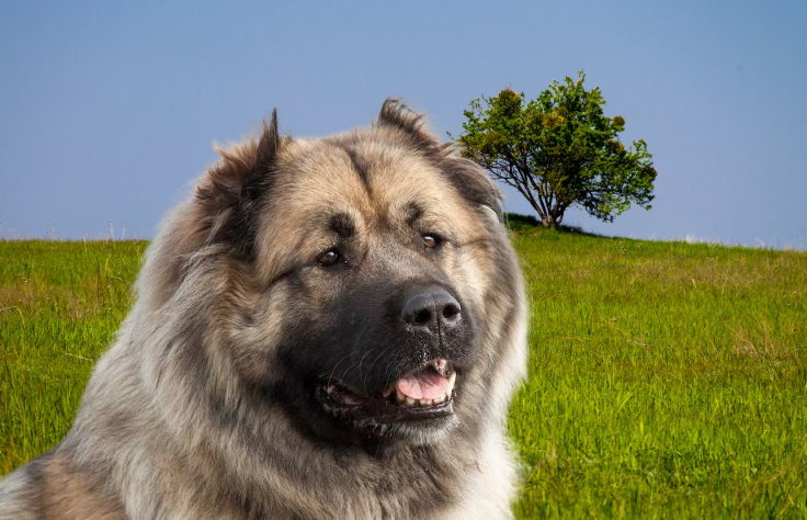 Separation Anxiety in Caucasian Shepherds: Causes and Solutions