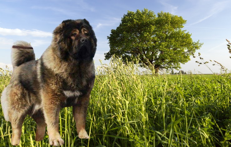 Mental Stimulation for Caucasian Shepherds: Keeping Their Minds Sharp