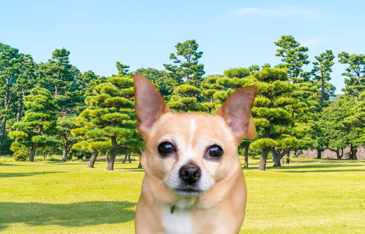 Mental Stimulation for Chihuahuas: Keeping Their Minds Sharp