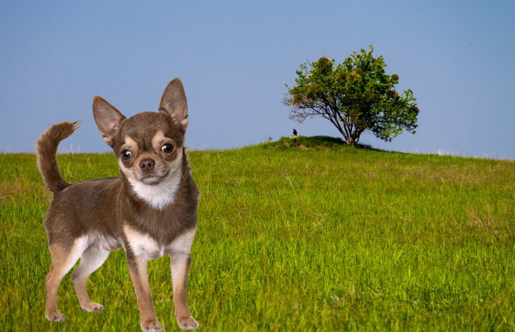 Noise Sensitivity in Chihuahuas: Effective Management and Training Tips