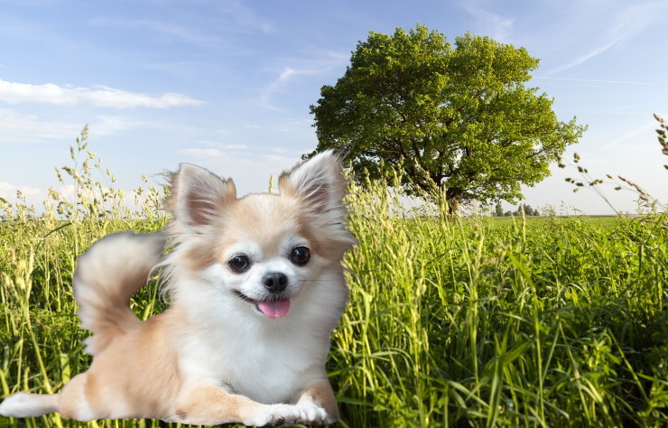 Training a Chihuahua for Obedience: Commands and Techniques