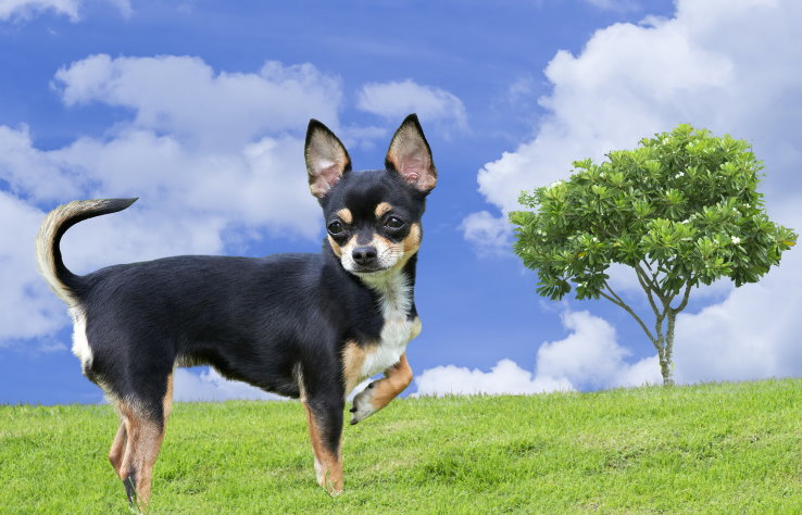 Apartment Living with a Chihuahua: Tips for Success