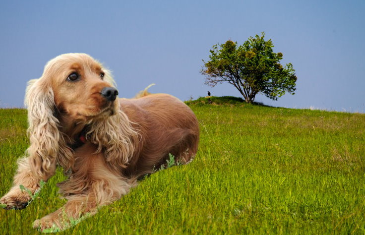 Responsible Breeding: A Guide for Cocker Spaniel Owners